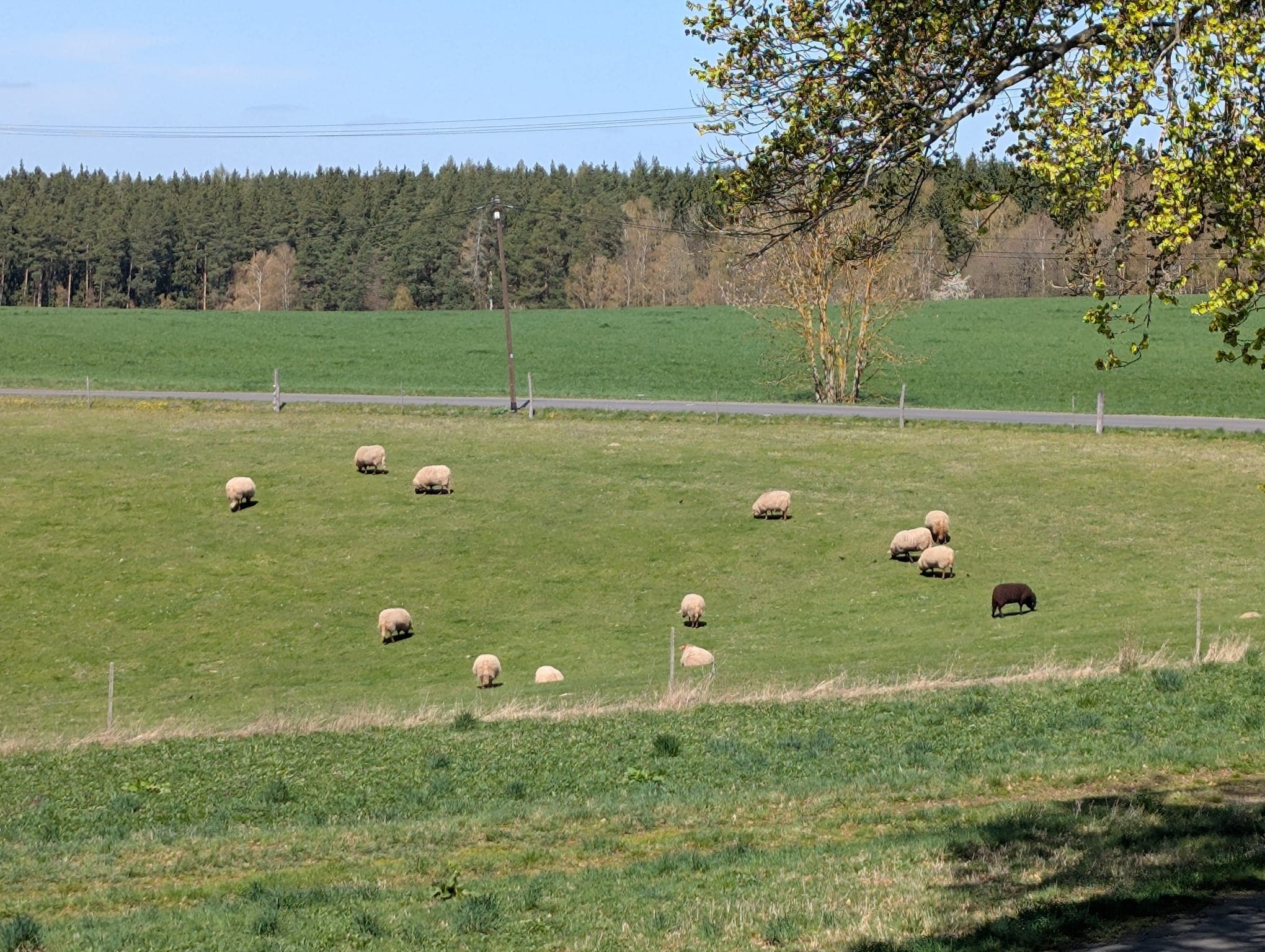 Schafe auf dem Legat Hof