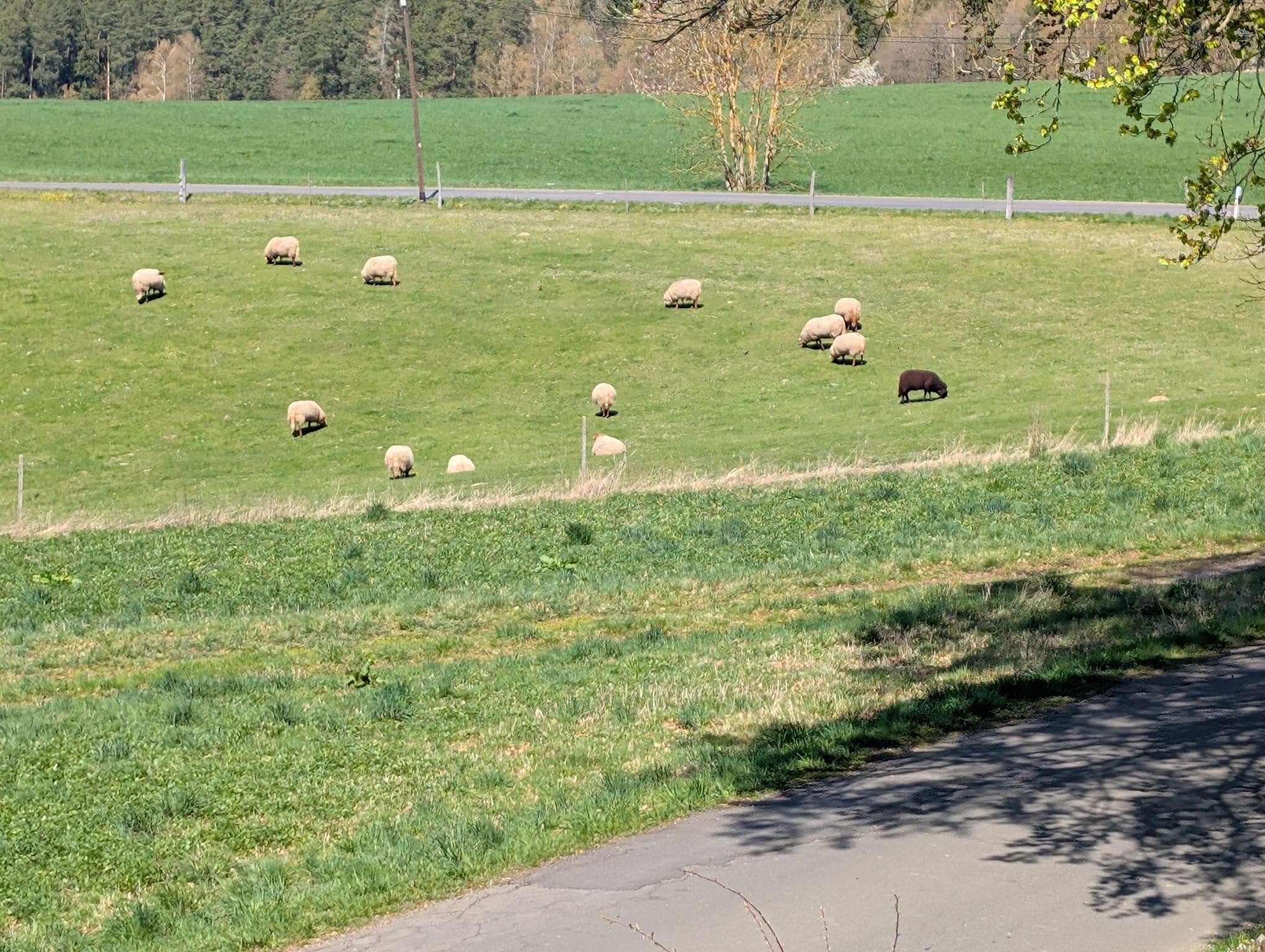 Schafe auf der Weide am Legat Hof